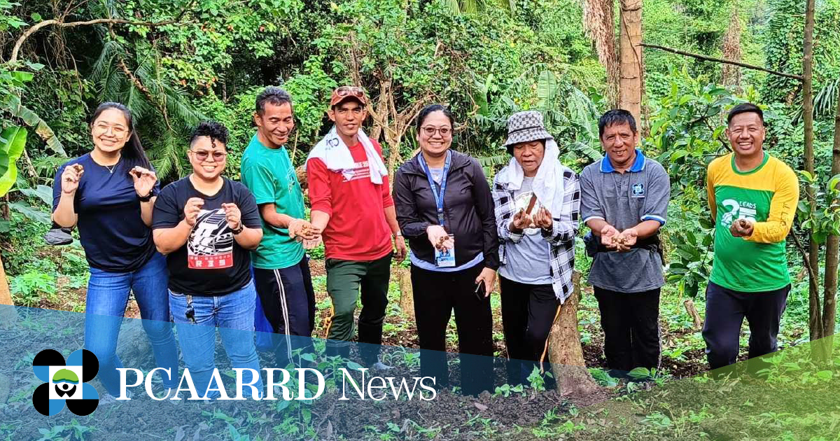 DOST-PCAARRD and BSU together with ASFVG-LB pioneer potato production in Los Baños 